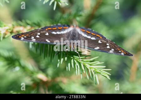 Peuplier Admiral, Limenitis populi, papillon de Finlande Banque D'Images