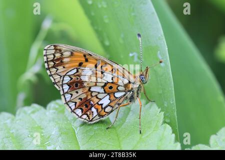 Boloria selene, connu sous le nom de petit fritillaire bordé de perles ou fritillaire bordé d'argent, papillon de Finlande Banque D'Images