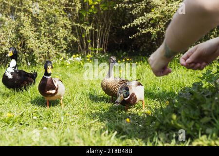 Une jeune fille nourrit les canards avec du pain blanc sur un champ herbeux vert Banque D'Images