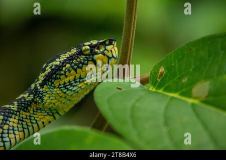 Le serpent vipère de Wagler dans la nature Banque D'Images