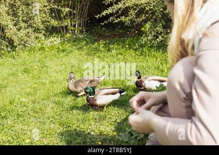 Une jeune fille nourrit les canards avec du pain blanc sur un champ herbeux vert Banque D'Images