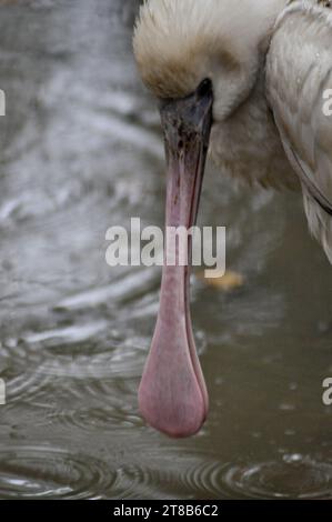 Un oiseau d'eau africain à spatule (Platalea alba) pataugeant dans l'eau lors d'une journée humide à Bridlington Wildlife Park, East Yorkshire, Angleterre Banque D'Images