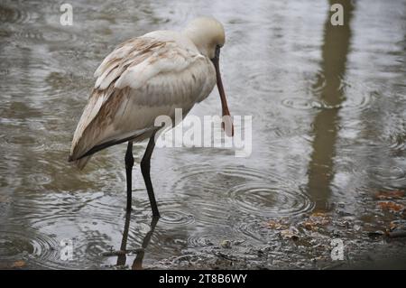 Un oiseau d'eau africain à spatule (Platalea alba) pataugeant dans l'eau lors d'une journée humide à Bridlington Wildlife Park, East Yorkshire, Angleterre Banque D'Images