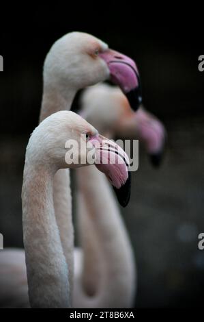 Grand flamant (Phoenicopterus roseus), parc animalier de Bridlington, East Yorkshire, Angleterre Banque D'Images