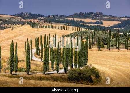 Asciano, Italie - 22 juillet 2023 : Paysage toscan. L'un des endroits les plus célèbres avec des cyprès et une route de gravier blanc en Toscane, près d'Asciano Banque D'Images