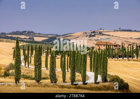 Asciano, Italie - 22 juillet 2023 : Paysage toscan. L'un des endroits les plus célèbres avec des cyprès et une route de gravier blanc en Toscane, près d'Asciano Banque D'Images