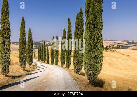 Asciano, Italie - 22 juillet 2023 : Paysage toscan. L'un des endroits les plus célèbres avec des cyprès et une route de gravier blanc en Toscane, près d'Asciano Banque D'Images