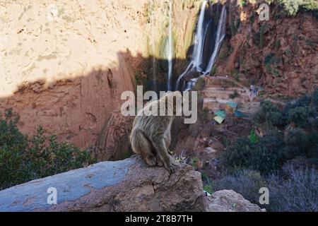 Singe macaque de barbarie renversé assis sur le mur aux cascades d'Ouzoud dans la province d'Azilal au Maroc en 2023 chaud jour d'hiver ensoleillé le janvier. Banque D'Images