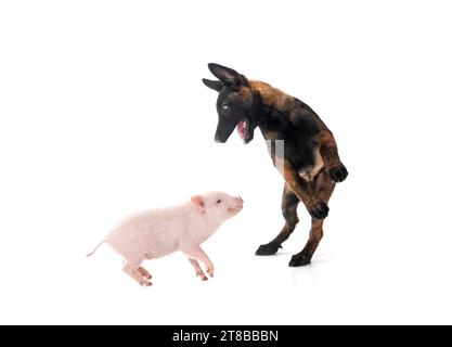 cochon miniature rose et chiot malinois devant fond blanc Banque D'Images