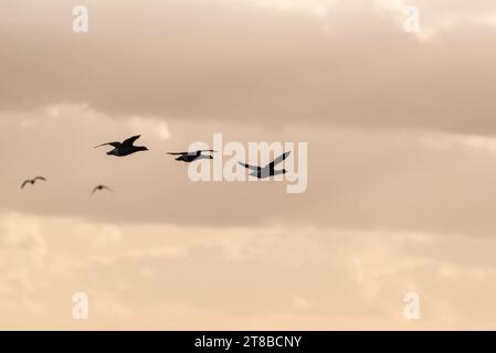 Voler Brent Geese (Branta bernicla) sur l'estuaire de la Tamise Banque D'Images