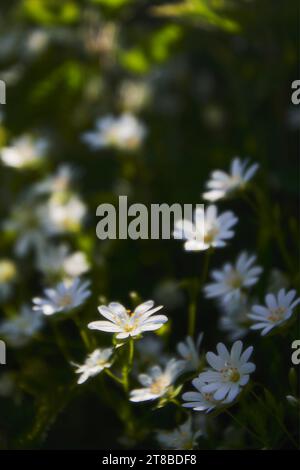 Grand Stichwort (Stelleria holostea) dans la lumière du soleil tacheté au printemps. Banque D'Images