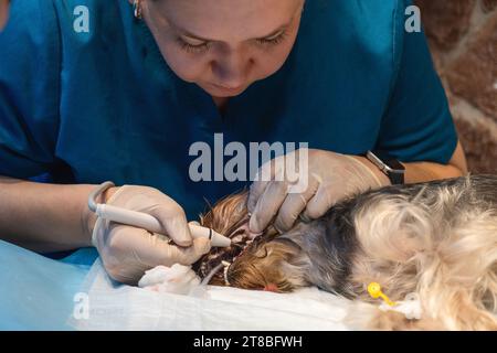 Médecine vétérinaire. Dentiste chirurgien vétérinaire traite les dents d'un chien Yorkshire terrier sous anesthésie sur la table d'opération dans une clinique vétérinaire Banque D'Images