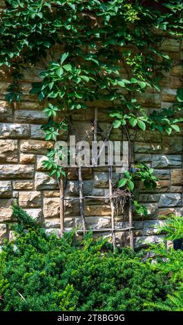 Virginia Creeper grimpe un treillis en été Banque D'Images