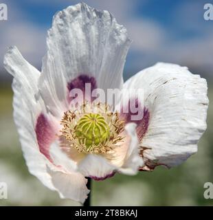 Détail de la fleur de pavot à opium, en latin papaver somniferum, le pavot blanc à fleurs est cultivé en République tchèque pour l'industrie alimentaire Banque D'Images