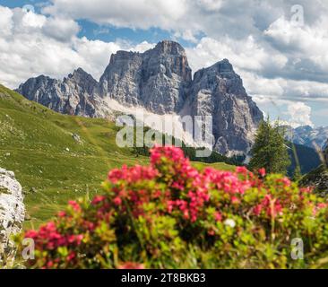 Mont Pelmo, vue sur les fleurs de montagne rouge Monte Pelmo, Tyrol du Sud, Alpes Dolomites montagnes, Italie Europe Banque D'Images