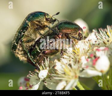 Accouplement de Chafers roses vertes, en latin Cetonia aurata, sur fleur blanche et rouge Banque D'Images