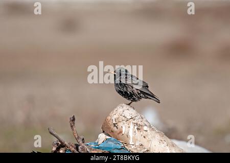 Starling commun (Sturnus vulgaris) perché dans une décharge à ordures. Banque D'Images