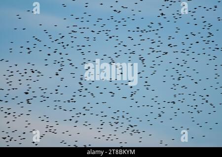 Les étoiles de mer (Sturnus vulgaris) affluent avant de se percher le soir. Banque D'Images