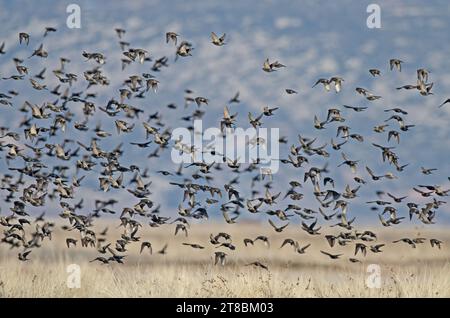 Les étoiles de mer (Sturnus vulgaris) affluent avant de se percher le soir. Banque D'Images