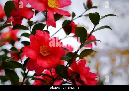 Fleurs de camélia fleurissant en hiver Banque D'Images