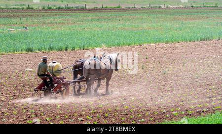 Une vue d'un agriculteur amish cultivant son champ avec deux chevaux tirant sur un jour de printemps ensoleillé Banque D'Images
