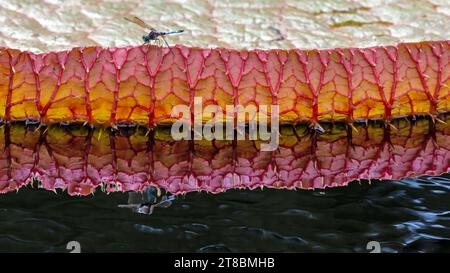 Libellule reposant sur une feuille de nénuphars dans l'eau d'un étang de jardin Banque D'Images