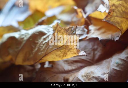 Une scène automnale sereine avec des feuilles tombées vibrantes dans un cadre naturel Banque D'Images