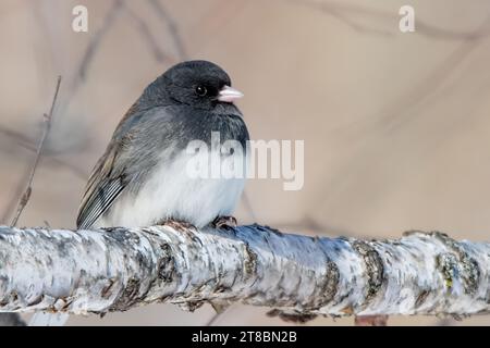 Gros plan mâle Dark Eyed Junco (Junco hyemalis) perché sur la branche blanche d'un bouleau à papier dans la forêt nationale de Chippewa, au nord du Minnesota Banque D'Images