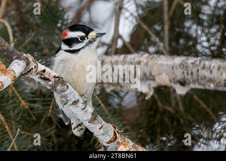 Gros plan Downy Woodpecker (Picoides pubescens) perché sur la branche de bouleau à papier dans la forêt nationale de Chippewa, nord du Minnesota, États-Unis Banque D'Images