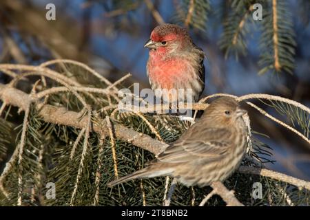 Close up mâle et femelle Finch (Haemorhous mexicanus) perché dans des branches de pin blanc dans la forêt nationale de Chippewa, nord du Minnesota, États-Unis Banque D'Images