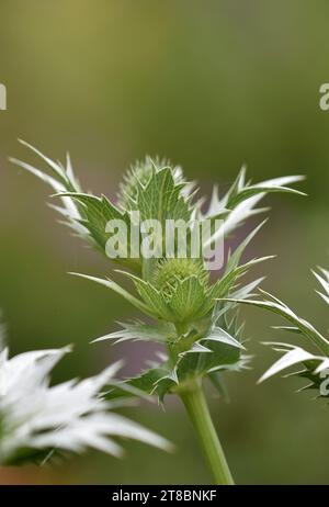 Eryngium planum, Silver Glitter, sur fond vert naturel Banque D'Images