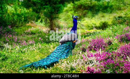 La vue arrière d'un paon dans le jardin vert alush plein d'erica ou de bruyère (Pavo cristatus), 16:9 Banque D'Images