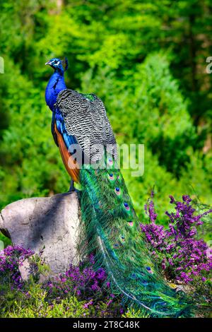 Un paon (Pavo cristatus) posant sur une pierre, un fond vert et une bruyère violette Banque D'Images