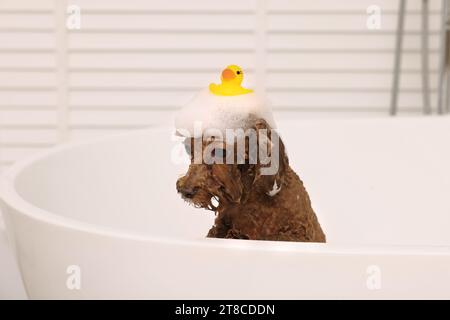 Mignon chien Maltipoo avec mousse et canard en caoutchouc dans la baignoire à l'intérieur. Adorable animal de compagnie Banque D'Images