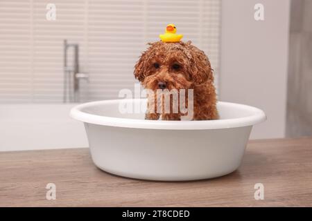 Mignon chien Maltipoo avec canard en caoutchouc dans le bassin sur la table en bois à l'intérieur. Adorable animal de compagnie Banque D'Images