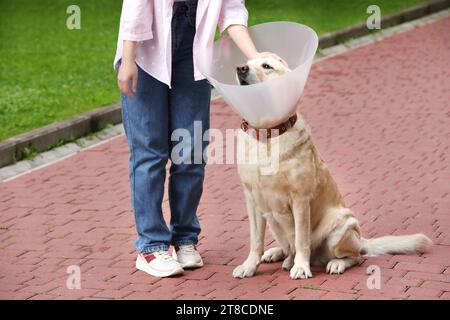 Femme caressant son adorable chien Labrador Retriever dans un collier élisabéthain à l'extérieur, gros plan Banque D'Images