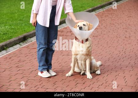 Femme caressant son adorable chien Labrador Retriever dans un collier élisabéthain à l'extérieur, gros plan Banque D'Images