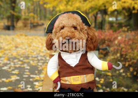 Chien mignon en costume de pirate dans le parc d'automne Banque D'Images