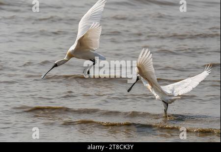 spatule à face noire et mouette se nourrissant dans les zones humides Banque D'Images