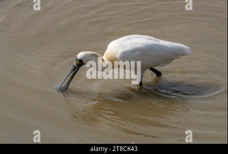 spatule à face noire et mouette se nourrissant dans les zones humides Banque D'Images