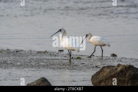 spatule à face noire et mouette se nourrissant dans les zones humides Banque D'Images