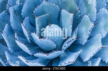 Gros plan d'Agave Isthmensis, une plante succulente avec une tige robuste et courte Banque D'Images