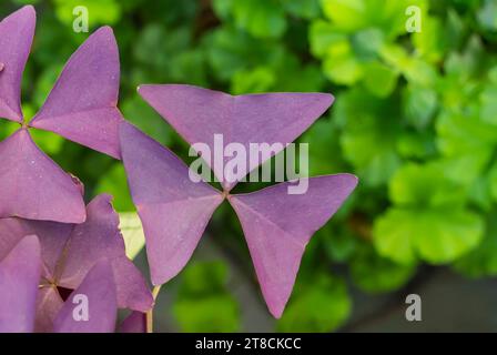 Trois feuilles de trèfle shamrock dans un patch Banque D'Images