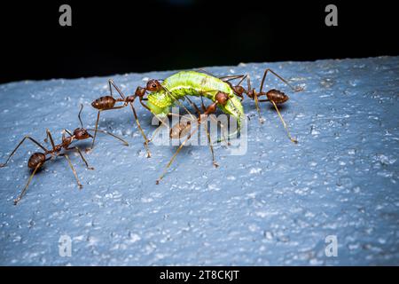 L'équipe de fourmis rouges déplace la proie, fourmis rouges est un travail d'équipe, focalisation sélective. Banque D'Images