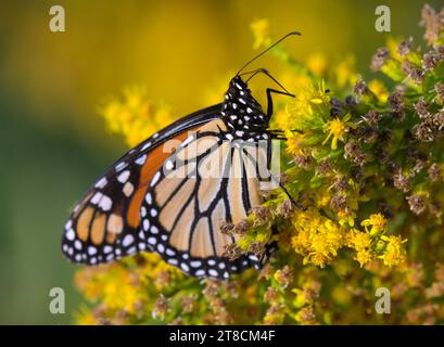 Le papillon monarque (Danaus plexippus) se nourrissant de verges d'or en bord de mer (Solidago sempervirens) fleurit pendant la floraison automnale, Galveston, Texas, USA. Banque D'Images