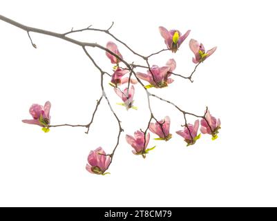 Fleurs magnolia rose isolé sur fond blanc Banque D'Images
