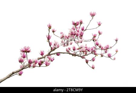 magnolia isolé sur fond blanc Banque D'Images