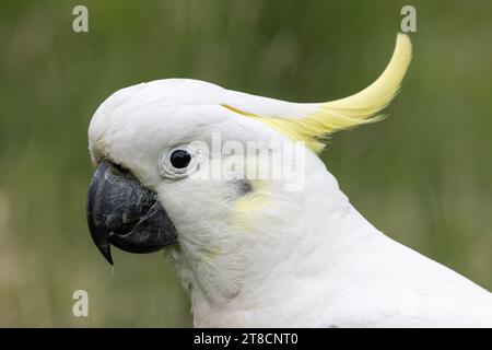 Gros plan du Cockatoo à teneur en soufre Banque D'Images