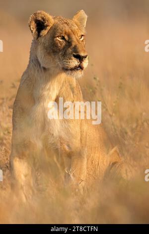 Une lionne alerte (Panthera leo) en habitat naturel, parc national Kruger, Afrique du Sud Banque D'Images