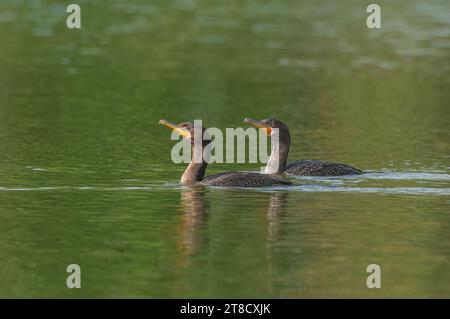 Deux cormorans à double crête (Nannopterum auritum) nageant côte à côte. Banque D'Images